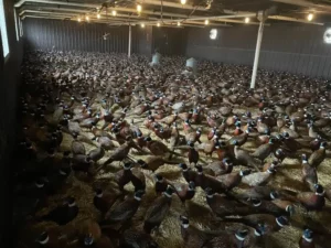 Bird Farm in Bucyrus, OH