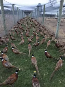 Gamebird breeding for Dog Training in Bucyrus, OH