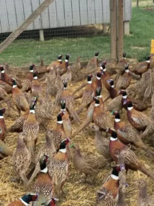 Gamebird breeding in Bucyrus, OH