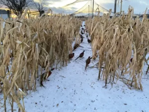 Birds Delivery For Hunting in Bucyrus, OH