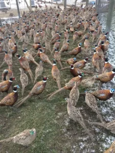 Gamebird breeding Delivery in Bucyrus, OH